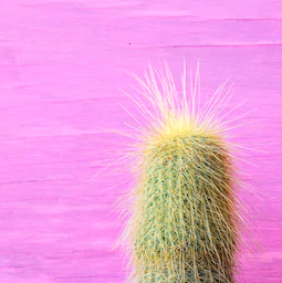 Fuzzy Cactus